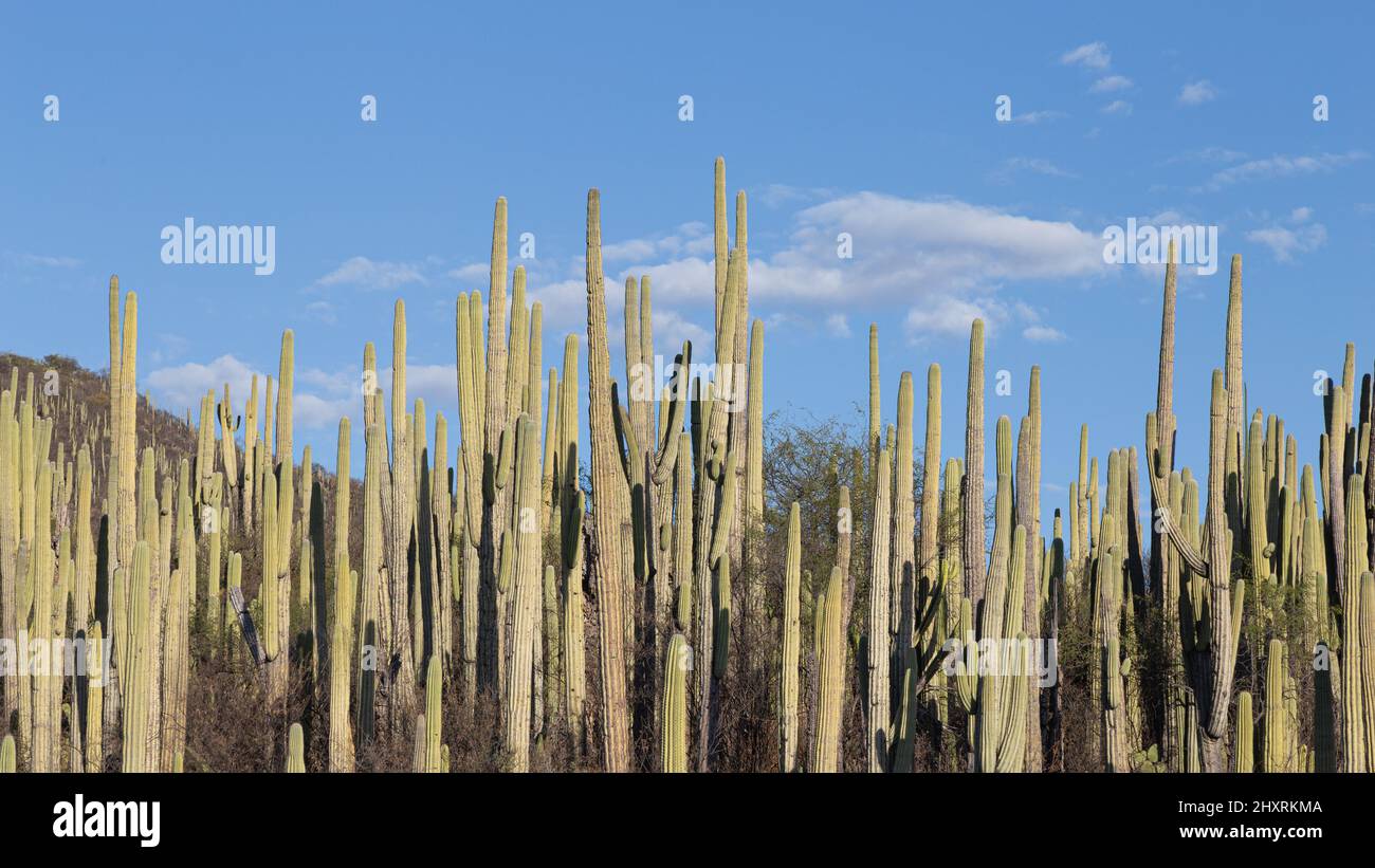 Panoramic photograph of green cacti under a clear blue sky in mexico Stock Photo