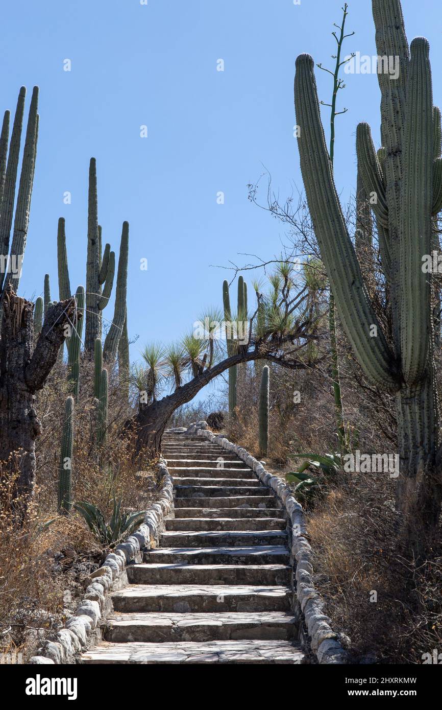 Staircase surrounded by a desertic vegetation including several cacti Stock Photo