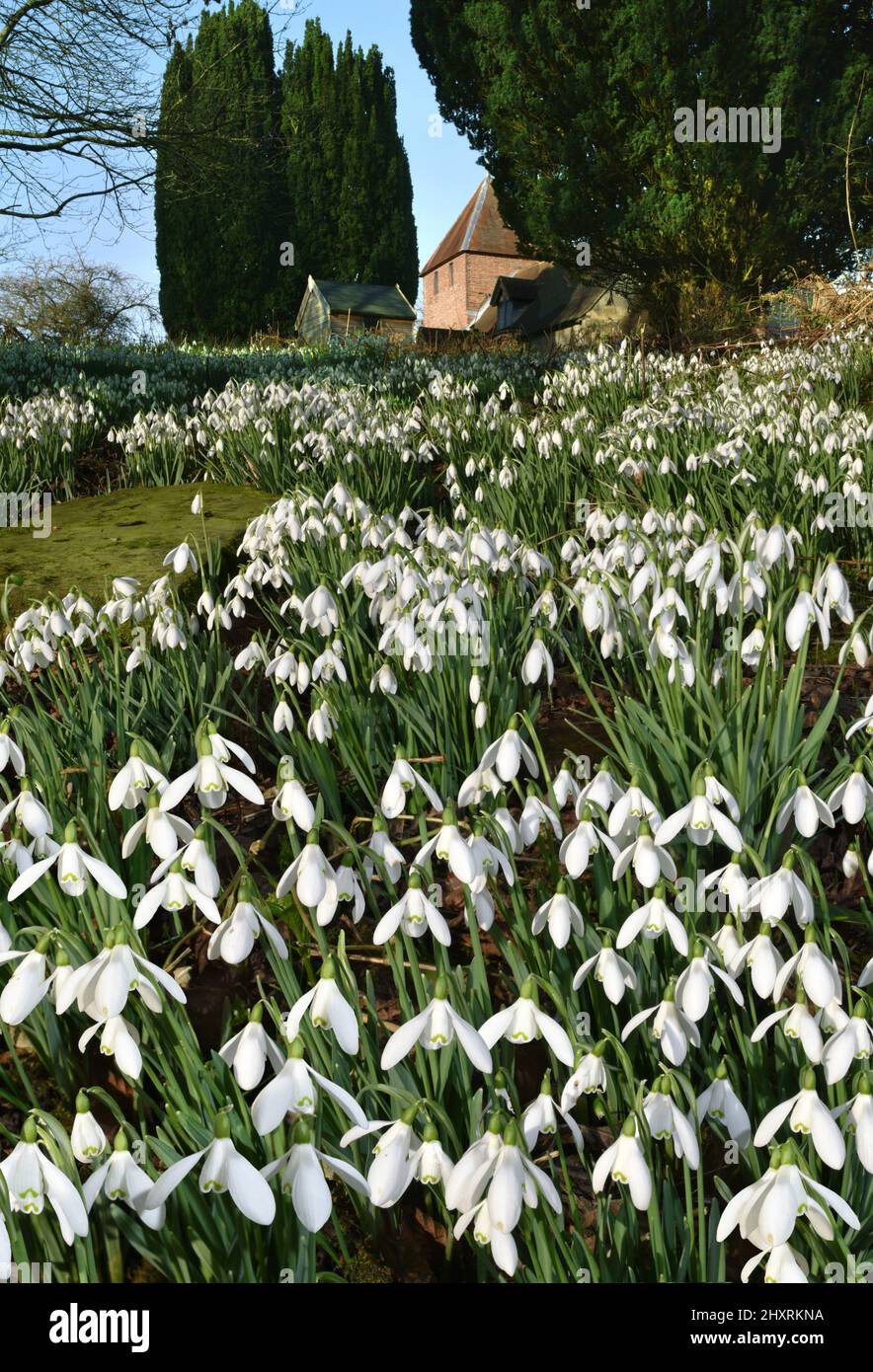 Snowdrop - Galanthus nivalis Stock Photo
