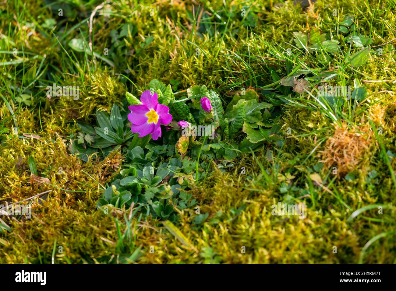 A real cowslip or primrose grows along the way as a herald of spring Stock Photo