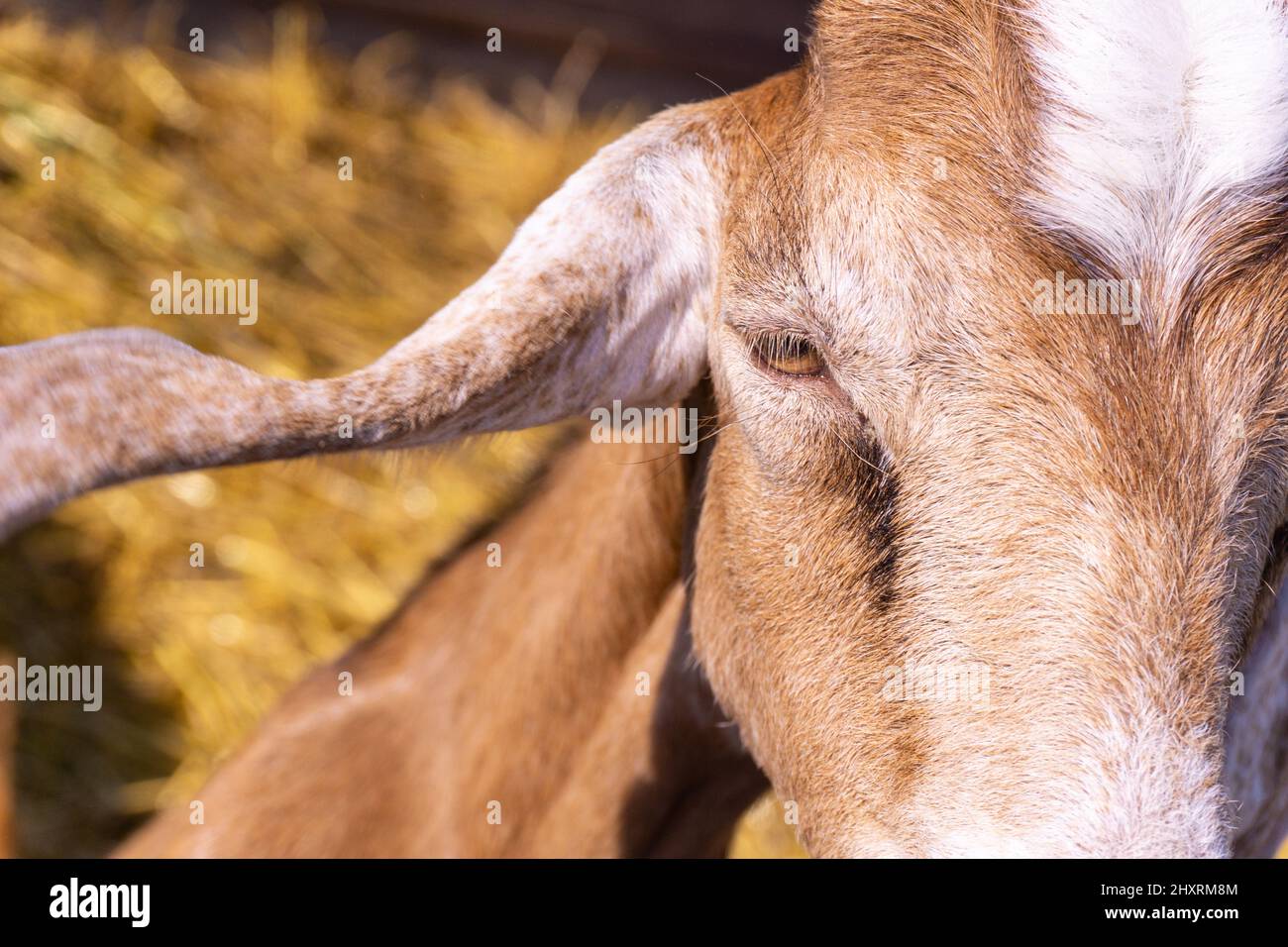 Red goat portrait on a farm Stock Photo