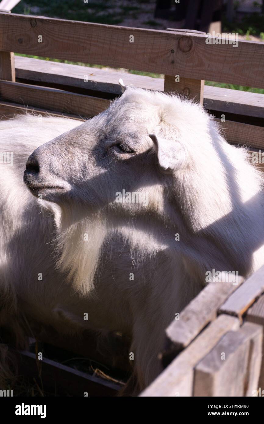 White goat in a paddock on a farm Stock Photo