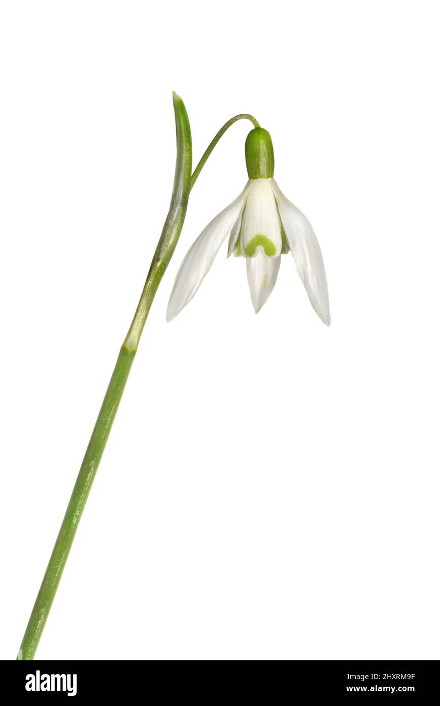 Snowdrop - Galanthus nivalis Stock Photo