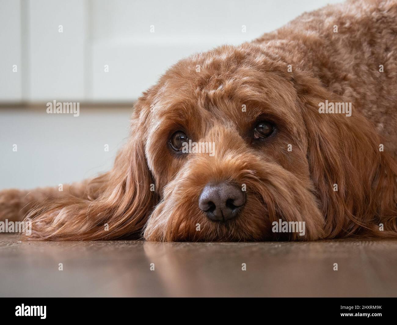 A red cockapoo dog lying on the kitchen floor Stock Photo