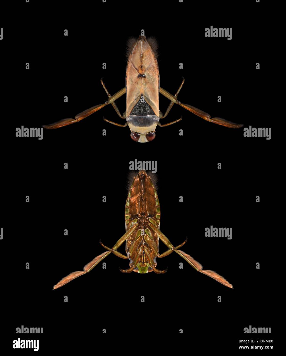 Common Backswimmer Notonecta glauca Stock Photo Alamy