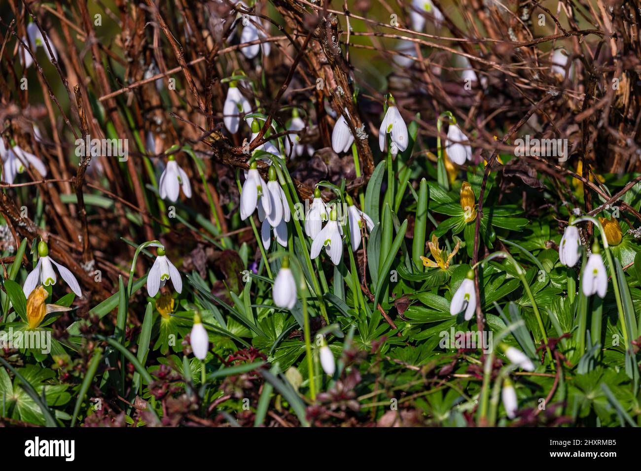 Nice and friendly snowdrop flowers are a symbol for spring and rising temperatures Stock Photo