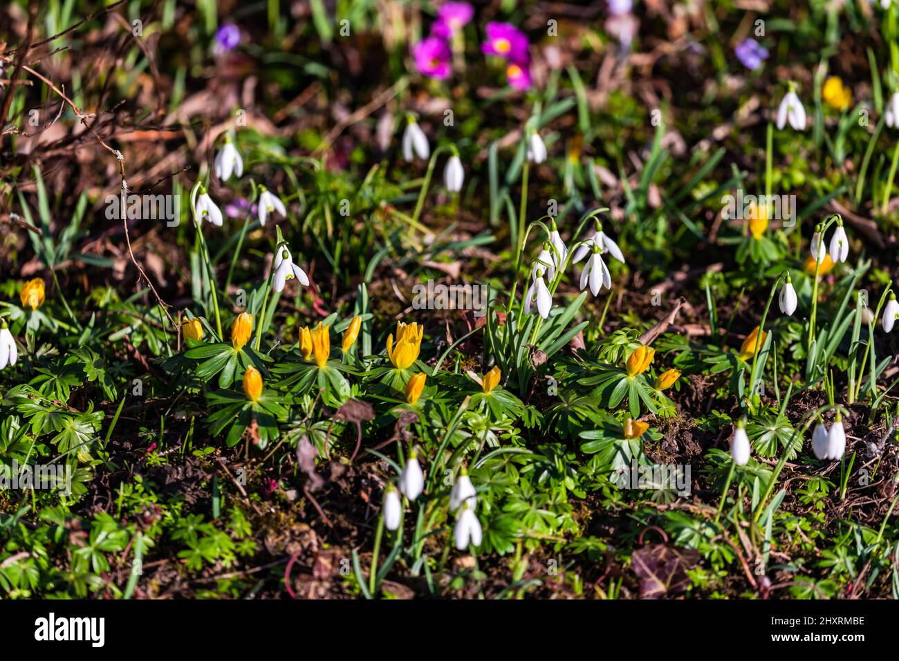 Primula, snowdrops and other early bloomers herald spring at the end of February in Germany Stock Photo