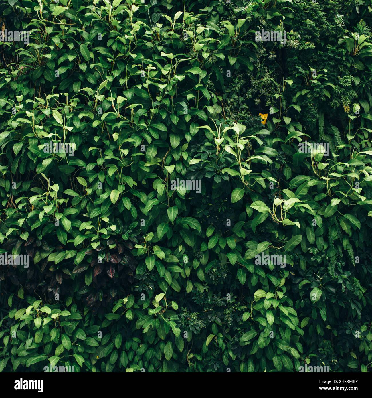Nature background of vertical garden with green leaves Stock Photo - Alamy
