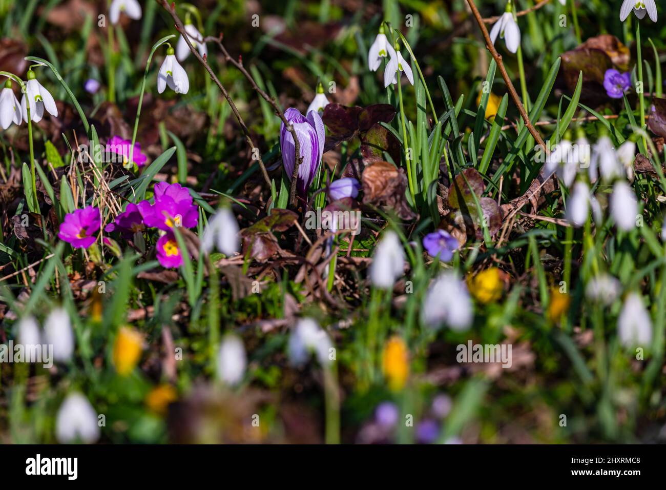 Primroses, snowdrops and crocuses indicate spring as early bloomers between shrubs Stock Photo