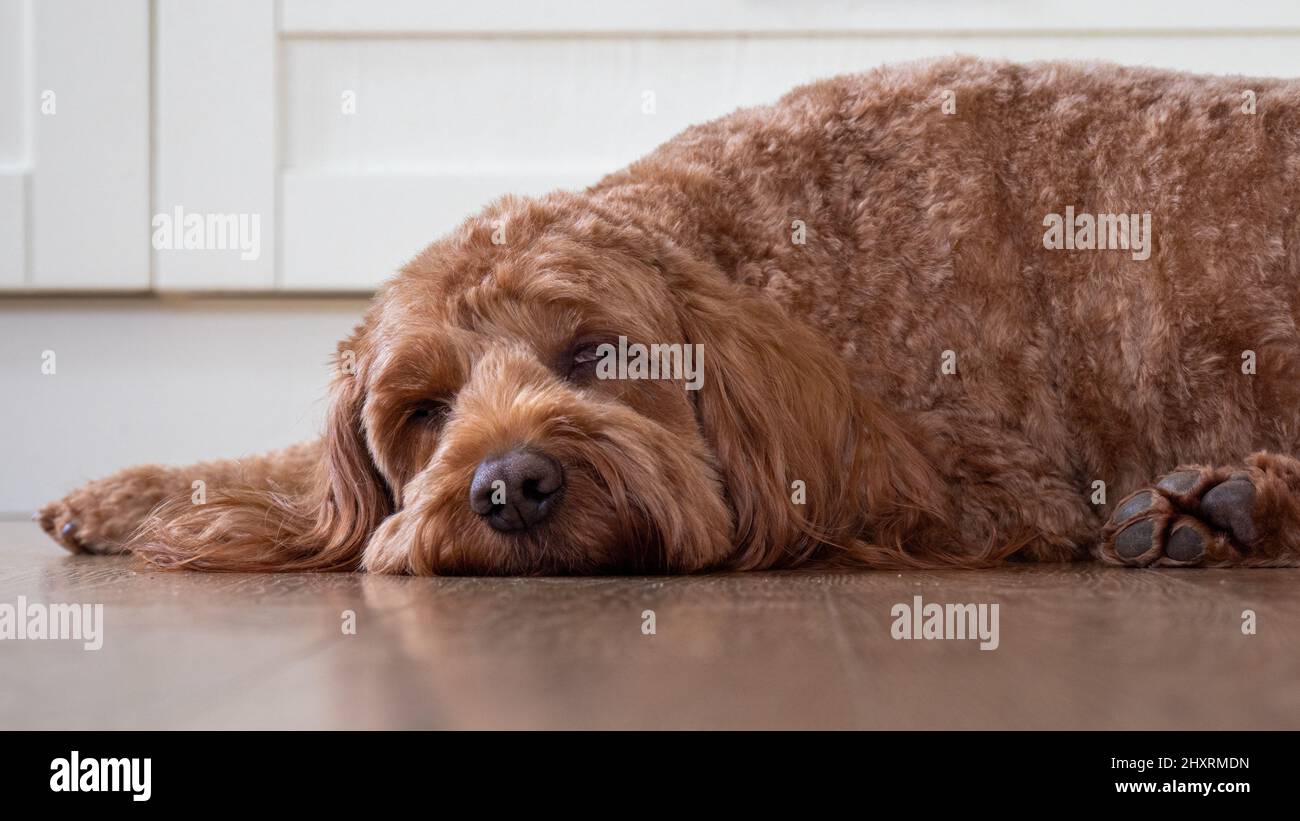 A red cockapoo dog lying sleeping on the kitchen floor Stock Photo