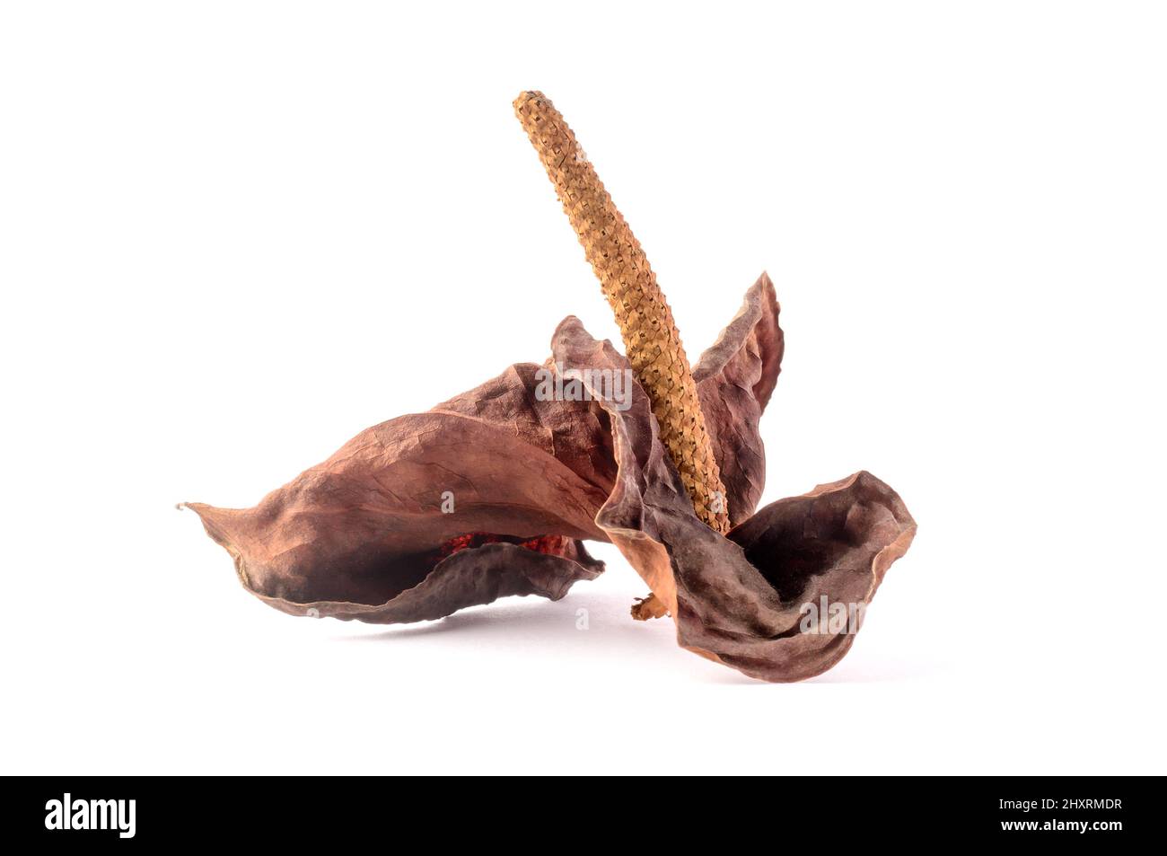 dried anthurium flower, also known as tailflower, flamingo flower and laceleaf, closeup view isolated on white background Stock Photo
