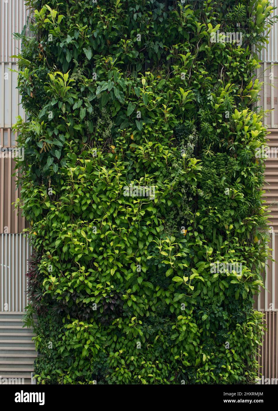 Green wall, vertical garden. Background with lush foliage Stock Photo ...