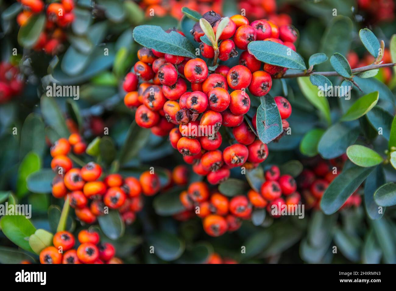 Red Palm Berries in Palm Springs, California Stock Photo