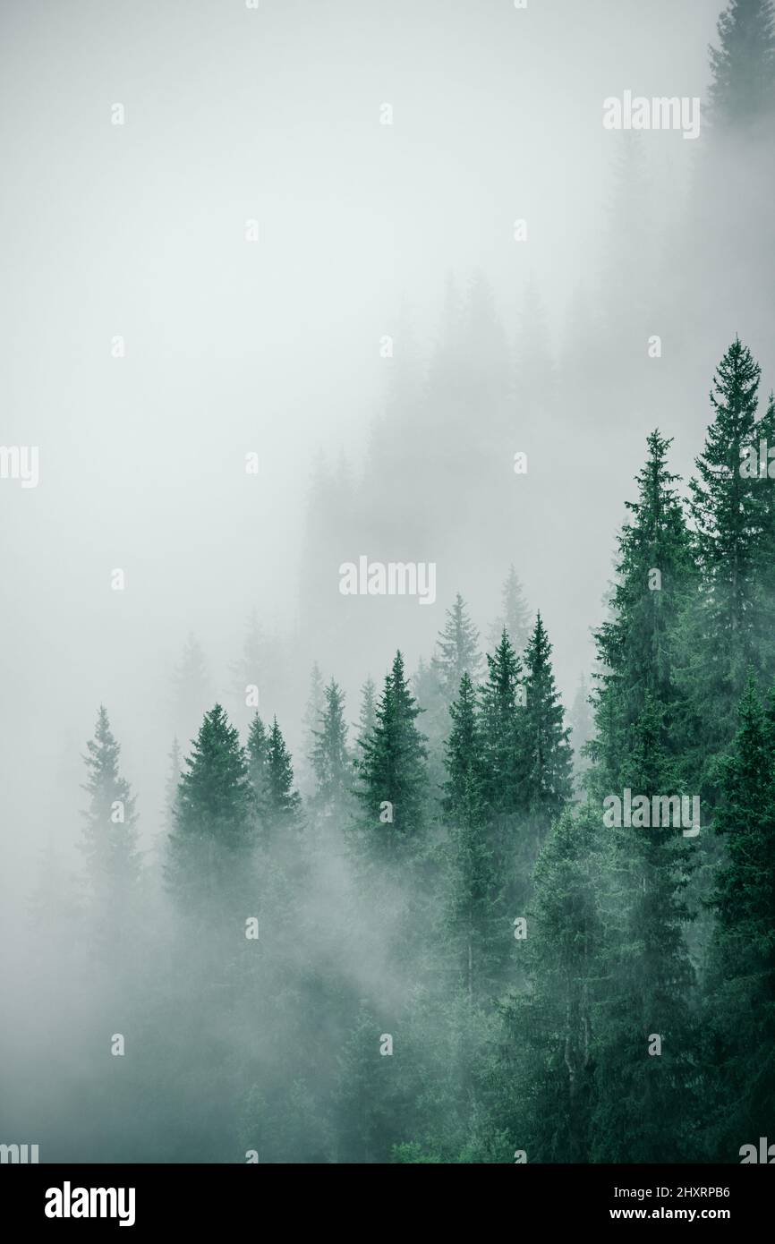 Heavy Mist Heavy mist over the green dense forests Stock Photo - Alamy