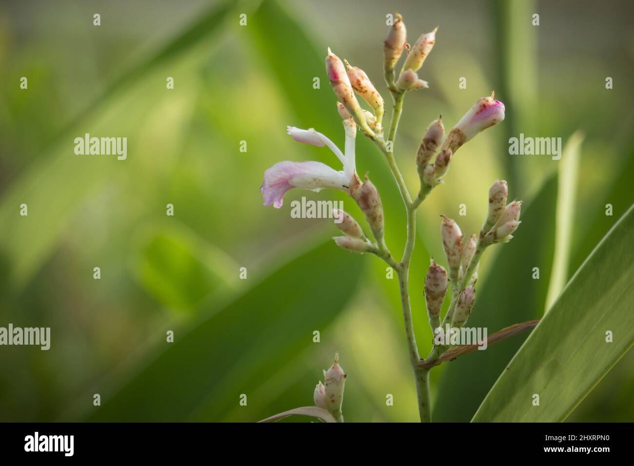 Ceratostylis flower,purple flowers grows,closeup flower. Stock Photo