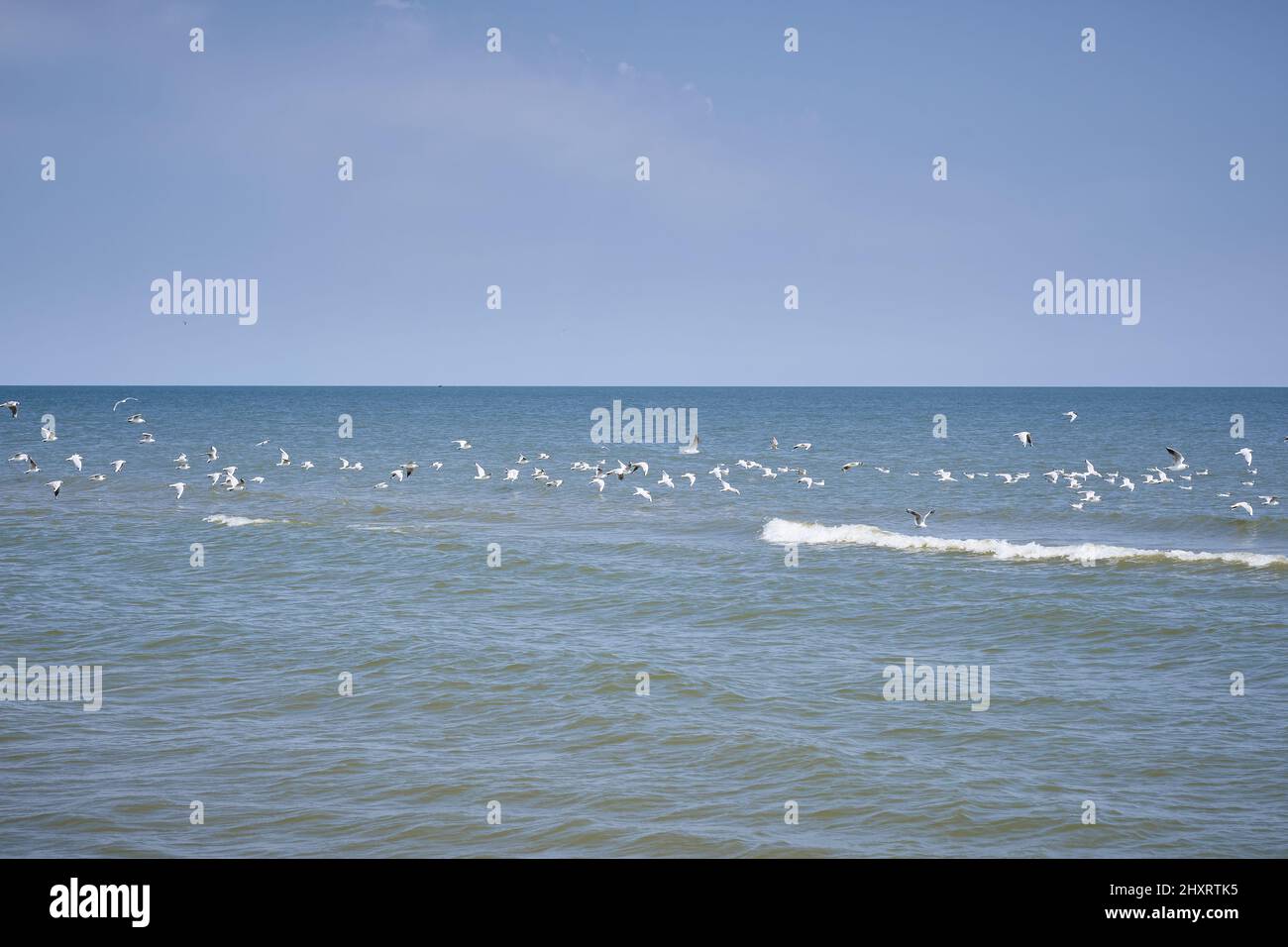The seagulls flying over the Black sea Stock Photo - Alamy