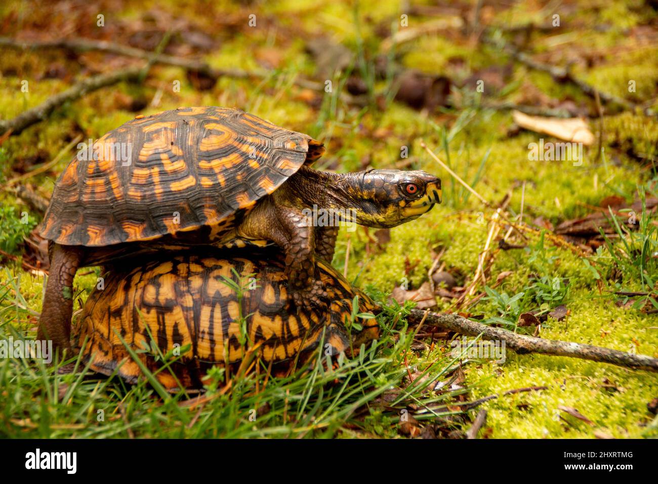 Box turtles mating in a field Stock Photo Alamy