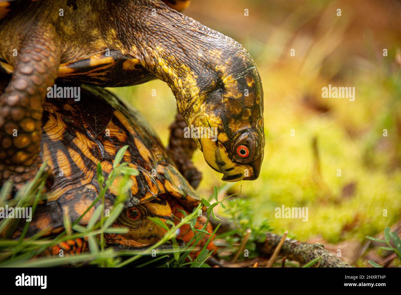 Box turtles mating in a field Stock Photo Alamy