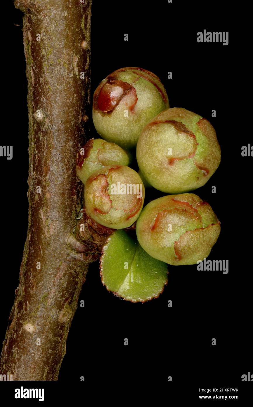 Japanese Quince (Chaenomeles japonica). Flower Buds Closeup Stock Photo