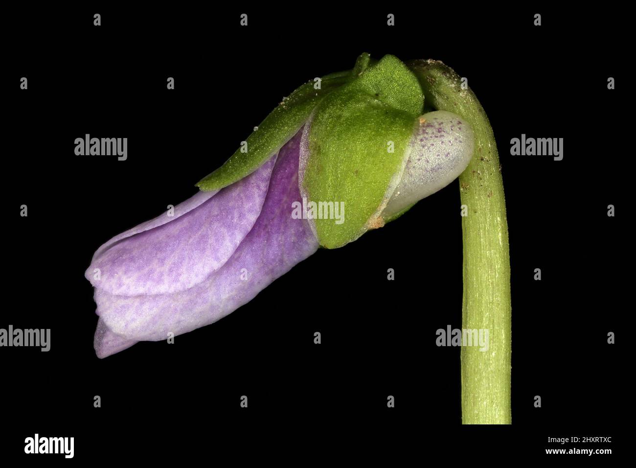 Marsh Violet (Viola palustris). Opening Flower Closeup Stock Photo