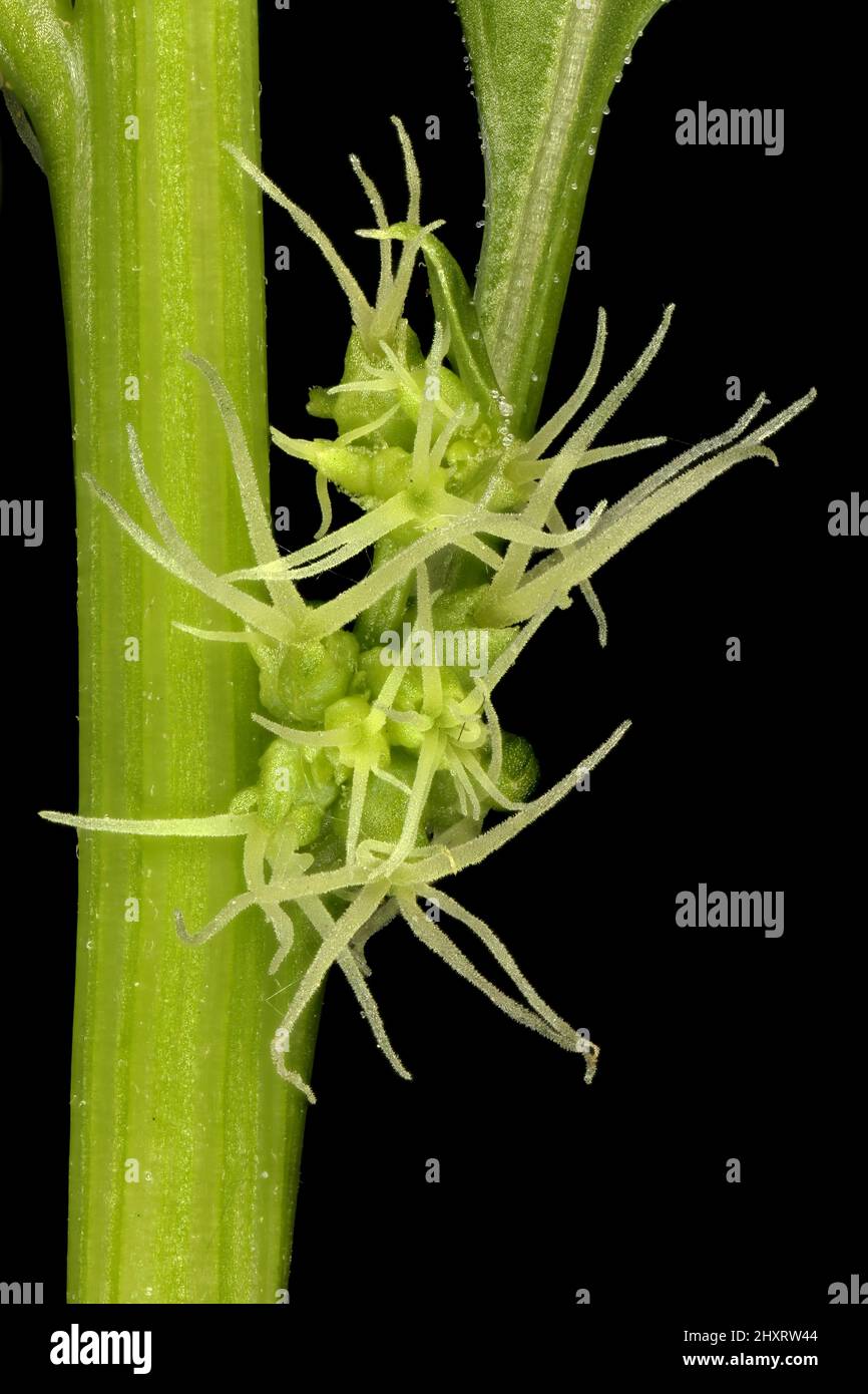 Spinach (Spinacia oleracea). Female Inflorescence Detail Closeup Stock Photo