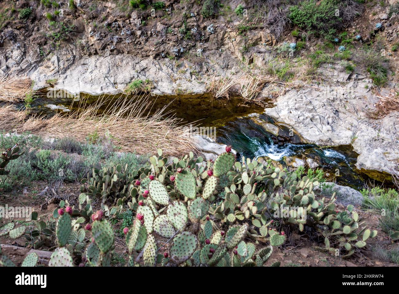 Prickly pear cacti grow beside flowing North Fork Arroyo Conejo, just above Paradise Falls, a popular hiking destination in southern California Stock Photo