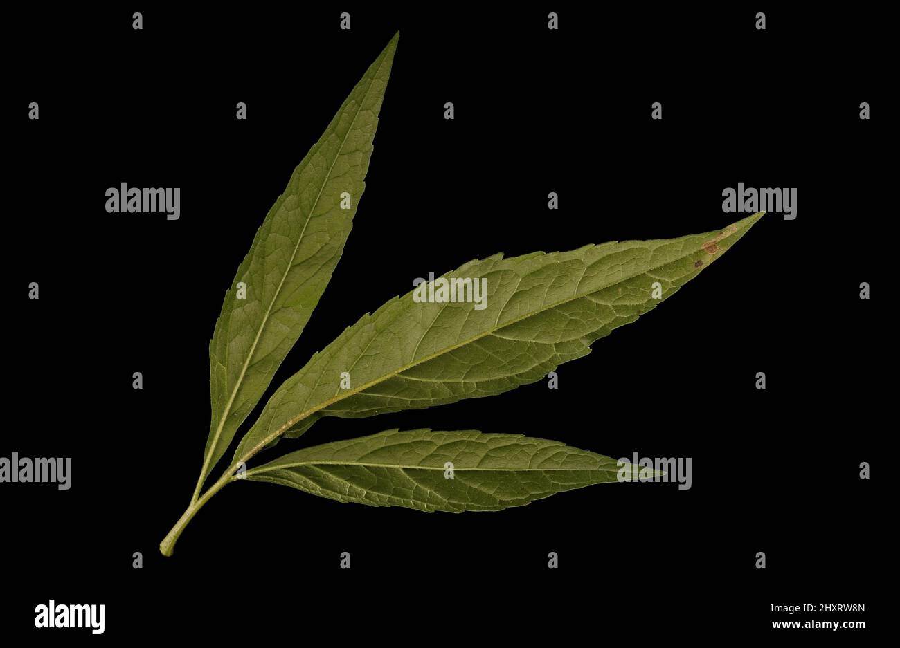 Hemp Agrimony (Eupatorium cannabinum). Leaf Closeup Stock Photo