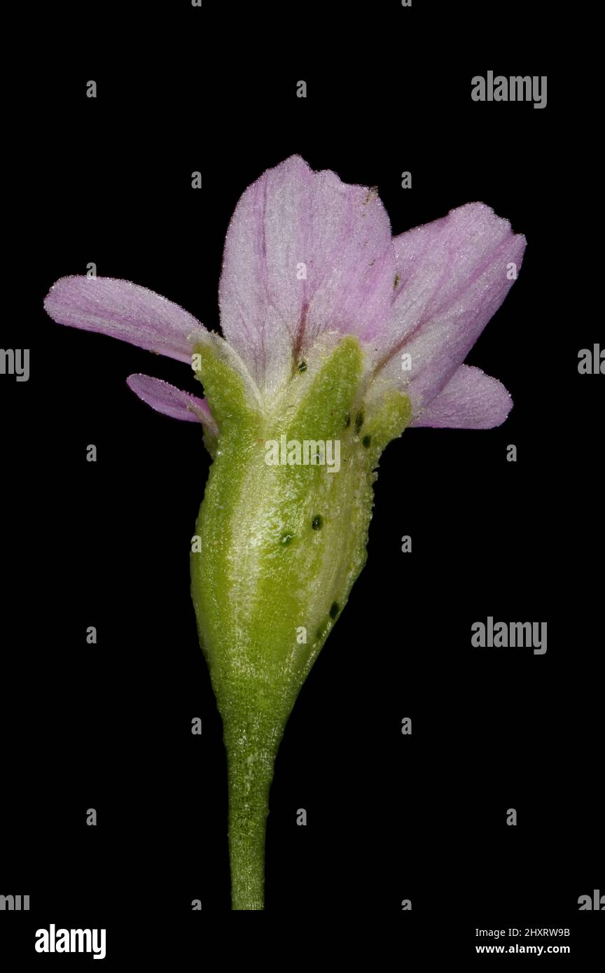 Annual Gypsophila (Psammophiliella muralis). Flower Closeup Stock Photo