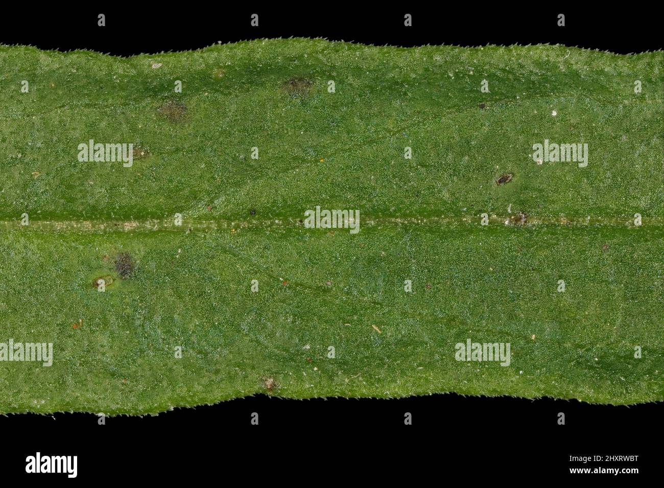 Common Cow-Wheat (Melampyrum pratense). Leaf Detail Closeup Stock Photo