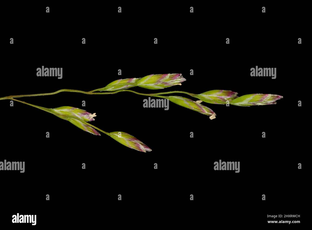 Annual Meadow Grass (Poa annua). Inflorescence Detail Closeup Stock Photo