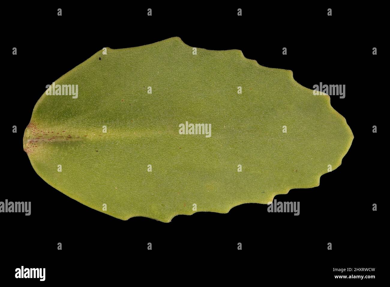 Grand Stonecrop (Hylotelephium maximum). Leaf Closeup Stock Photo