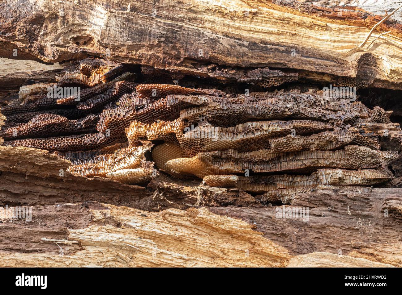 Wild honey bee nest showing the honeycomb structure (natural Apis mellifera beehive) in a hollow oak tree, UK Stock Photo