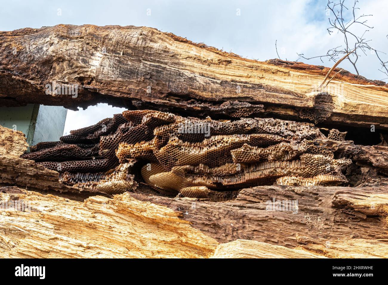 Wild honey bee nest showing the honeycomb structure (natural Apis mellifera beehive) in a hollow oak tree, UK Stock Photo