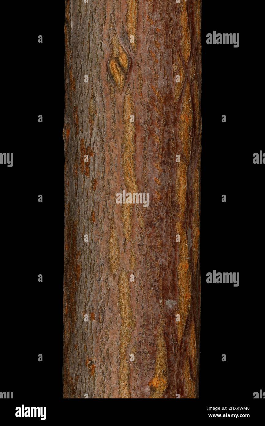 Norway Maple (Acer platanoides). Wintering Twig Detail Closeup Stock Photo