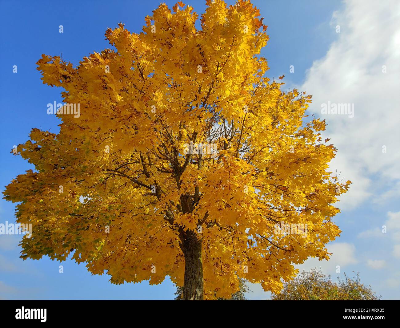 Low angle of an autumn maple tree Stock Photo - Alamy