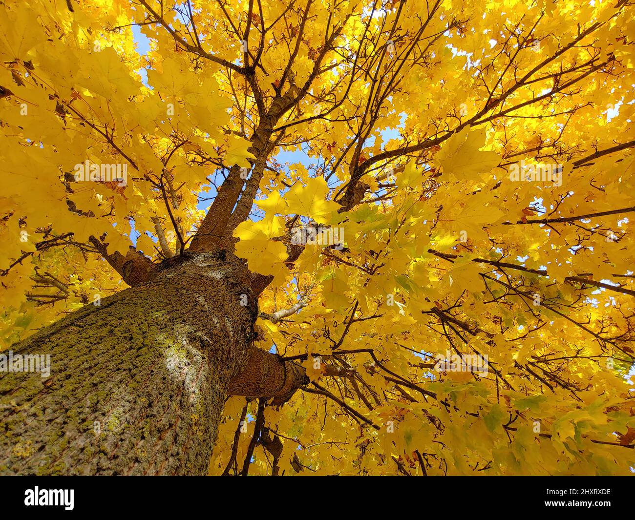 Low angle of an autumn maple tree Stock Photo - Alamy