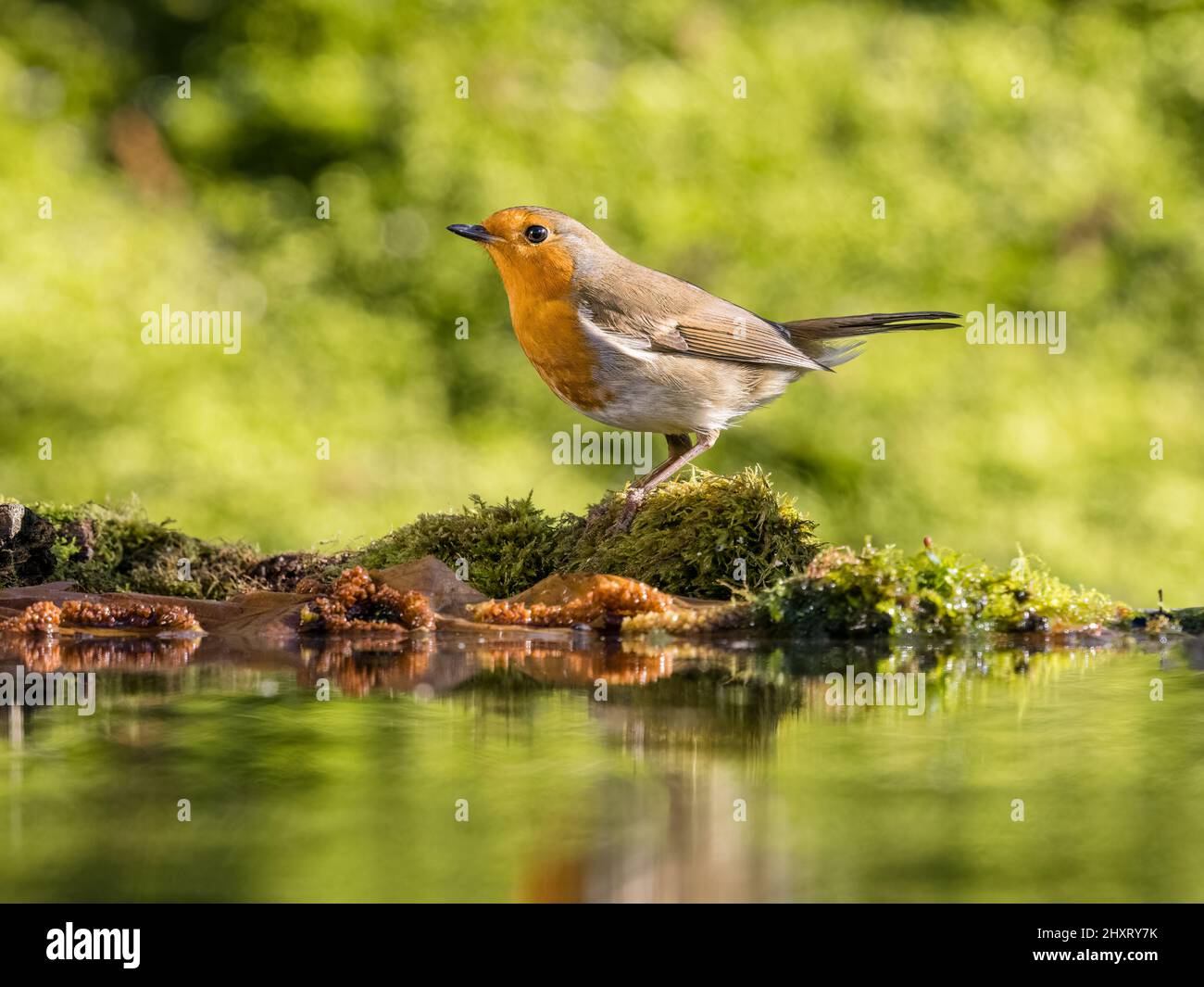 Robin foraging in early spring in mid Wales Stock Photo