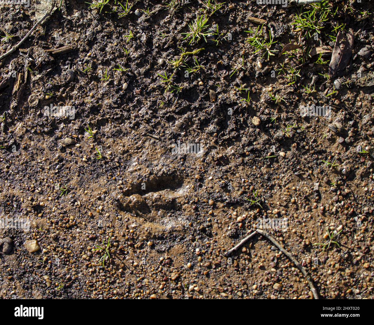 Closeup shot of a hoof mark on the dirt ground Stock Photo Alamy