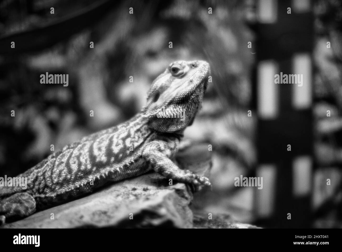 Grayscale of a bearded dragon Stock Photo Alamy