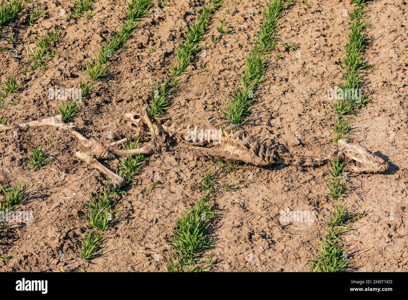 A skeleton of a large dead deer or mammal in a field of plants in winter Stock Photo