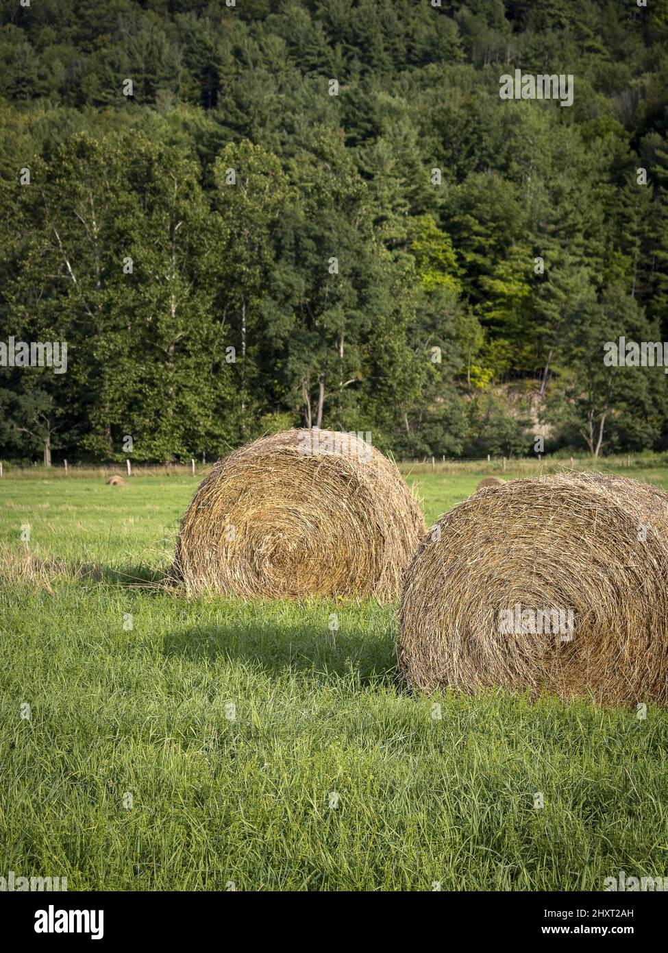 Hay bales in the green field in western New York Stock Photo - Alamy