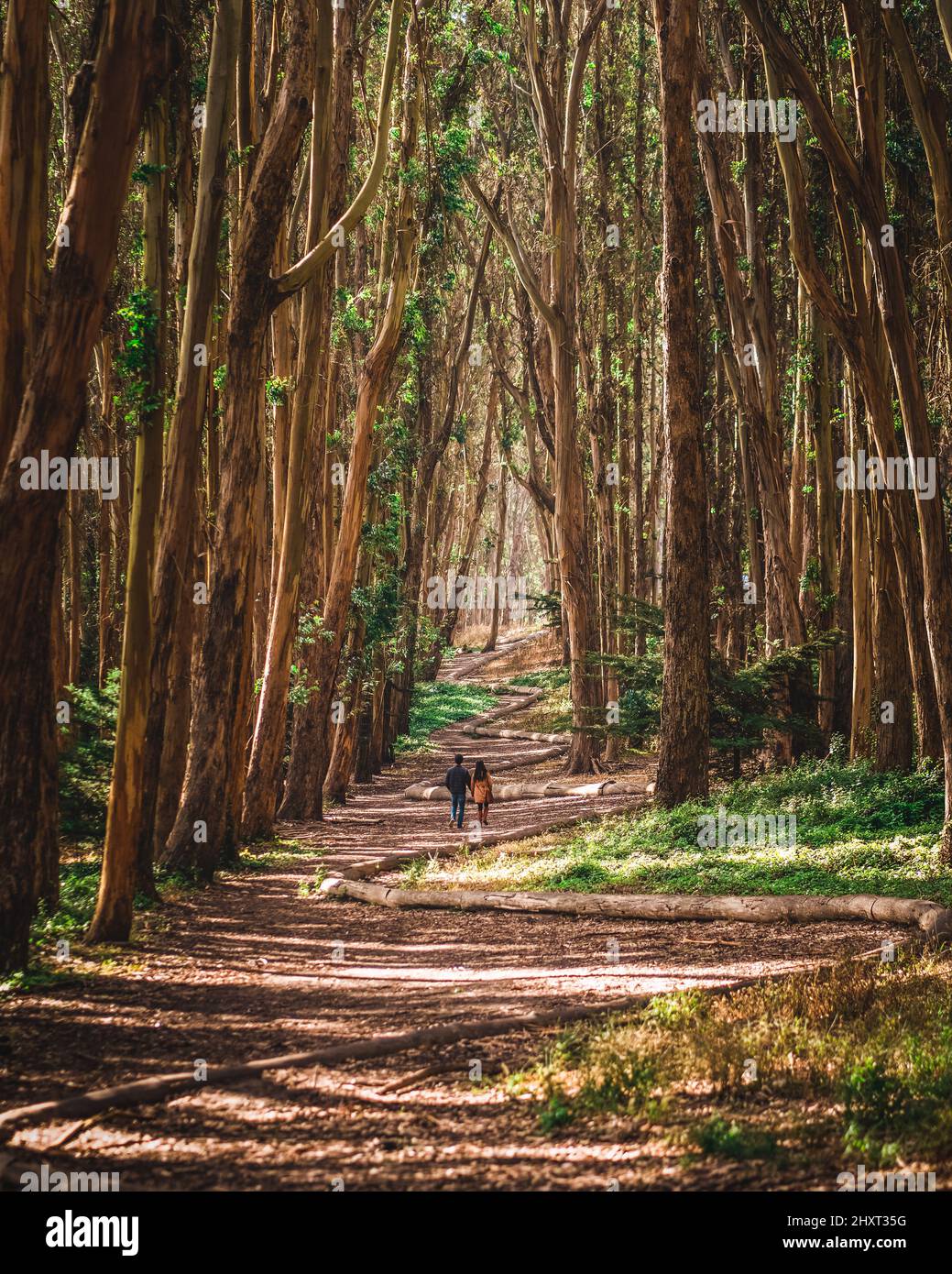 Andy goldsworthy wood line hi-res stock photography and images - Alamy