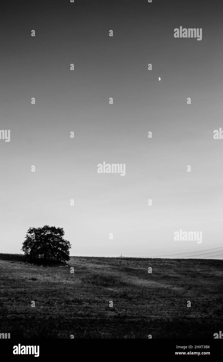 Vertical greyscale shot of a tree in a field in Terminillo, Lazio, Italy Stock Photo