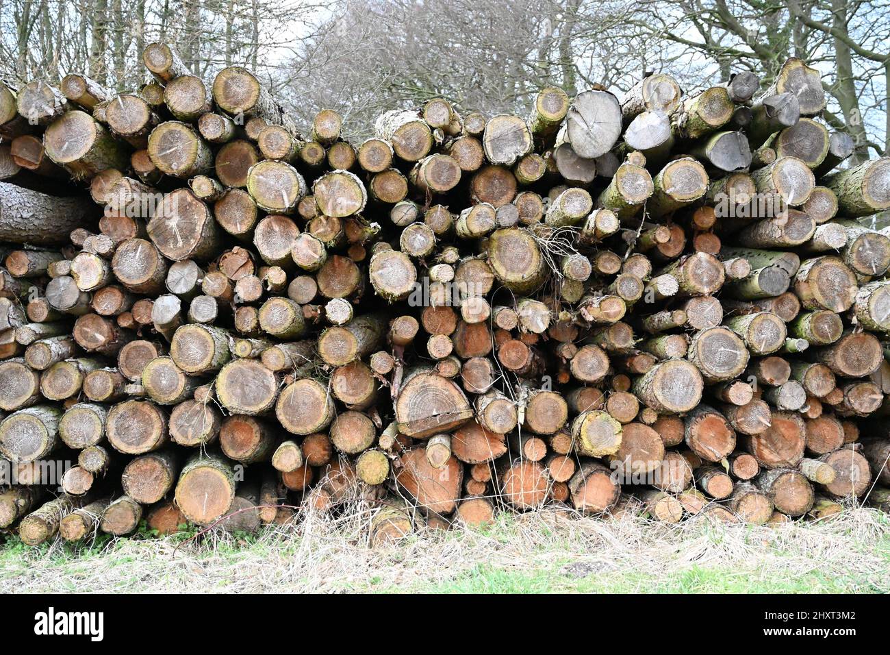 Dalby Forest, yorkshire Stock Photo - Alamy