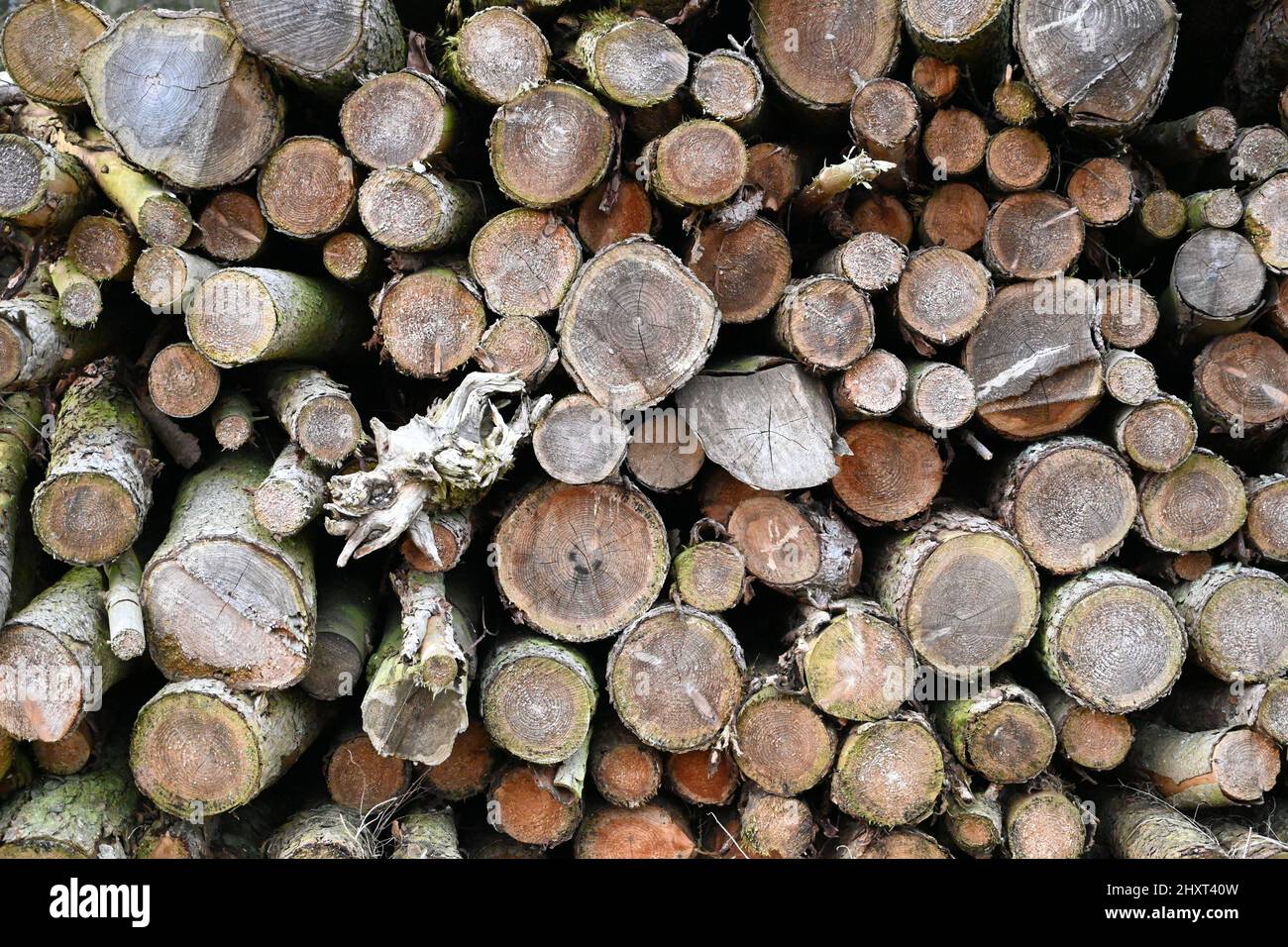 Dalby Forest, yorkshire Stock Photo - Alamy