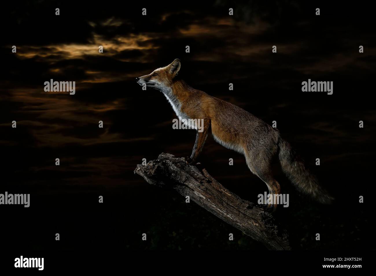 Red fox (Vulpes vulpes) at night Stock Photo