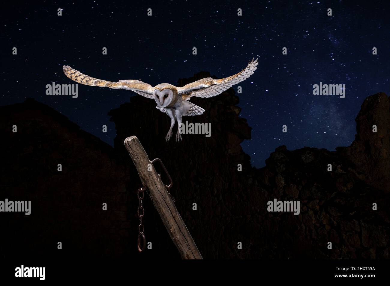 Portrait of a Barn owl (Tyto alba) flying at night, Salamanca, Castilla y Leon, Spain Stock Photo