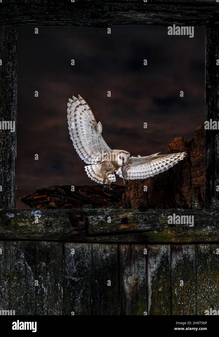 Portrait of a Barn owl (Tyto alba) flying at night carrying a mouse in the peak, Salamanca, Castilla y Leon, Spain Stock Photo