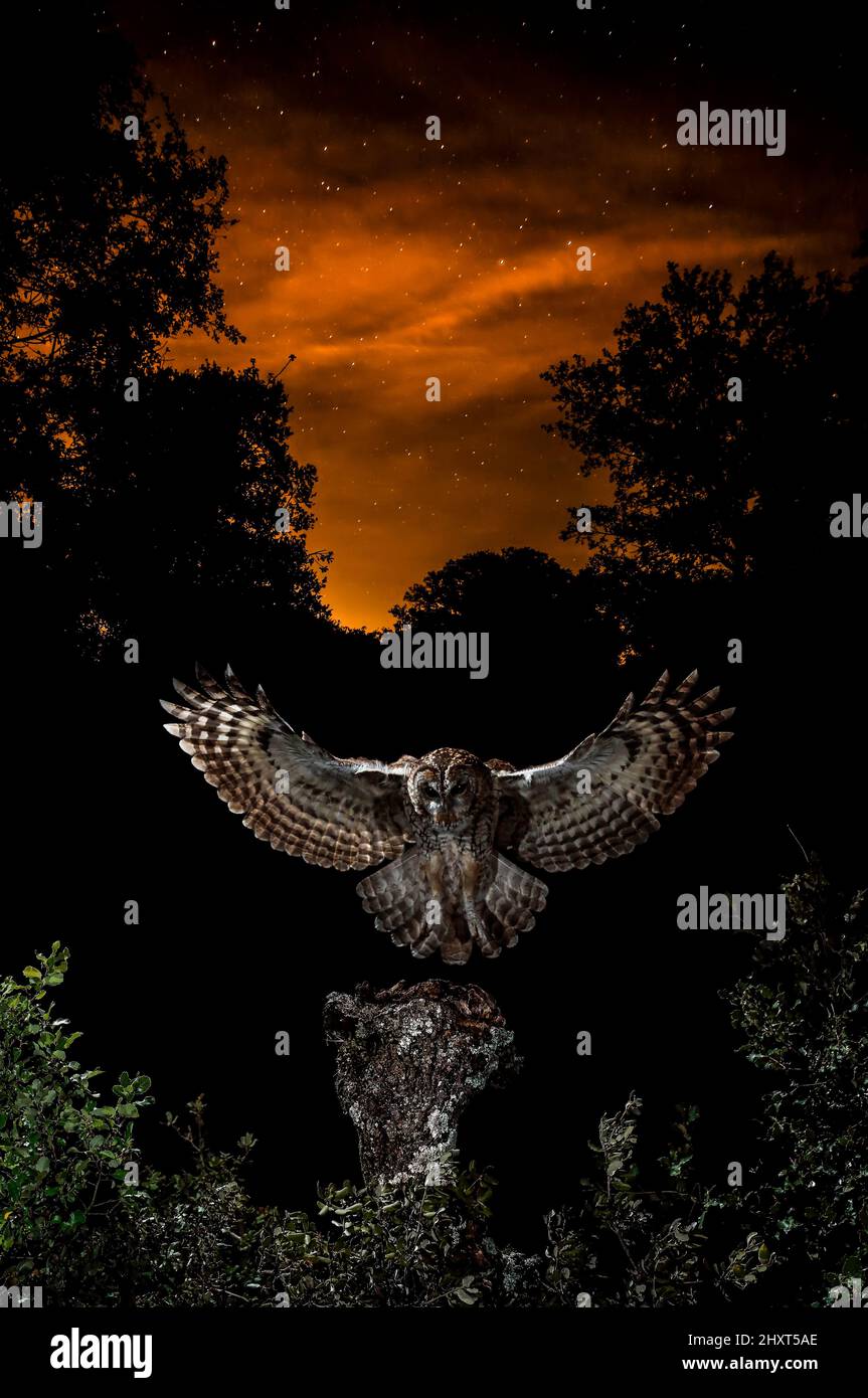 Dramatic portrait of a Tawny Owl (Strix aluco) flying at night, Salamanca, Castilla y Leon, Spain Stock Photo