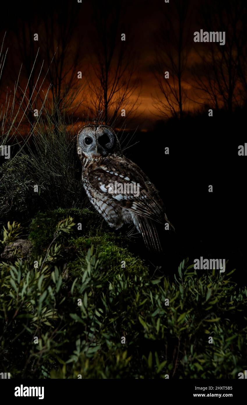 Tawny Owl (Strix aluco) at night, Salamanca, Castilla y Leon, Spain Stock Photo